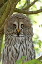 owl-barn-owl-bird-hunter-wild-871631.jpg