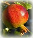 pomegranate-fruit-ripe-red-healthy-507152.jpg