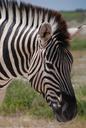 zebra-the-horse-animal-pet-horse-425153.jpg