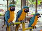 bangkok-parrots-macaws-yellow-blue-1151954.jpg