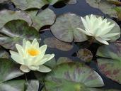 water-lily-lily-pad-water-lily-480641.jpg