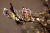 willow-cats-spring-796485.jpg