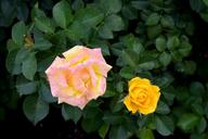 yellow-rose-flower-fresh-spring-1473952.jpg