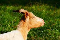 goat-animal-domestic-goat-horns-509822.jpg