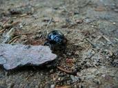 earth-boring-dung-beetles-insect-18821.jpg