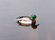 duck-drake-plumage-bird-water-bird-623000.jpg