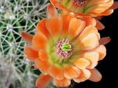 cactus-flower-close-up-macro-plant-588099.jpg