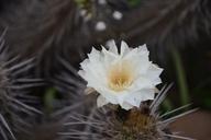 flowering-desert-cactus-flowers-960124.jpg