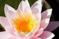 water-lilies-nymphaea-lake-rose-455241.jpg