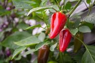 chili-sharp-red-pods-eat-868875.jpg