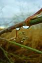 drops-water-rain-shrubs-wet-damp-197888.jpg