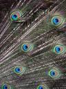 peacock-feathers-male-arrangement-577919.jpg