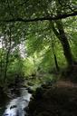 tree-light-river-ireland-644236.jpg