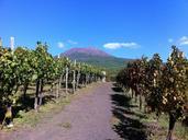 vineyard-volcano-vesuvius-naples-431579.jpg