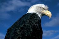 bald-eagle-718071.jpg