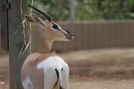 safari-zoo-animal-wildlife-wild-343885.jpg