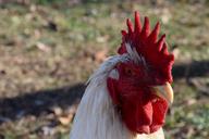 rooster-bird-farm-red-chicken-1600554.jpg