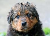 puppy-wet-dog-baby-sweet-557834.jpg