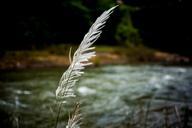 grass-white-breeze-field-spring-522276.jpg