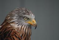 falcon-animal-bird-of-prey-nature-742166.jpg