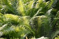 ferns-field-forest-landscape-green-550489.jpg