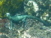 marine-iguana-galapagos-diving-883486.jpg