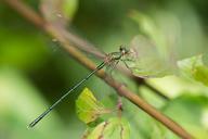 dragonfly-insect-wing-wildlife-bug-316761.jpg