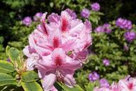 rhododendron-blossom-bloom-genus-795007.jpg