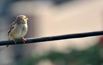 sparrow-bird-brown-sky-fly-birds-73312.jpg