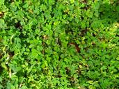 plants-greens-texture-leaf-foliage-17438.jpg