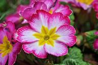 primrose-flower-blossom-bloom-pink-752742.jpg