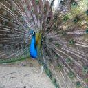 peacock-feathers-wheel-1289551.jpg