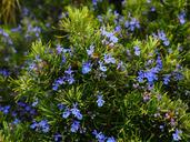 rosemary-flowers-blue-violet-1090419.jpg