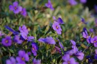 violet-ground-cover-flower-purple-910546.jpg