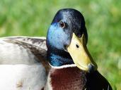 mallard-drake-males-357783.jpg