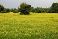 buttercup-ranunculus-meadow-yellow-361258.jpg