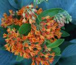 butterfly-weed-floral-plant-natural-50188.jpg