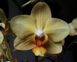 cream-colored-orchid-room-plant-777543.jpg