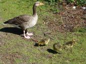 geese-goslings-waterfowl-greylag-978047.jpg