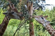 giraffe-hungry-leaf-zoo-animal-577267.jpg