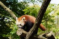 panda-nature-mammal-red-panda-zoo-1250417.jpg