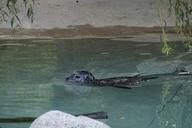 seal-swim-water-meeresbewohner-zoo-424304.jpg