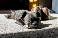 pug-boston-terrier-cute-puppy-1530990.jpg