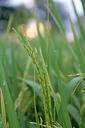 rice-thailand-language-plant-997622.jpg