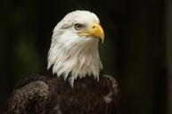 bald-eagle-eagle-bird-nature-512488.jpg