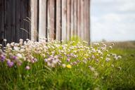 wildflowers-barn-meadow-growth-984338.jpg