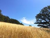 meadow-field-cloud-grass-tree-low-510401.jpg