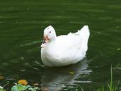 beijing-duck-daan-park-taipei-851583.jpg