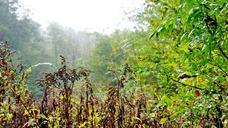 forest-fog-nature-autumn-602852.jpg