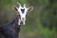 goat-animal-nature-410281.jpg